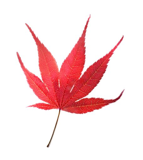 An acer leaf