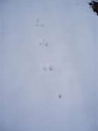 Hare tracks in the snow