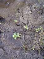 Heron prints in the riverbank